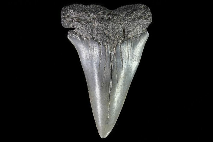 Fossil Mako Shark Tooth - Georgia #75099